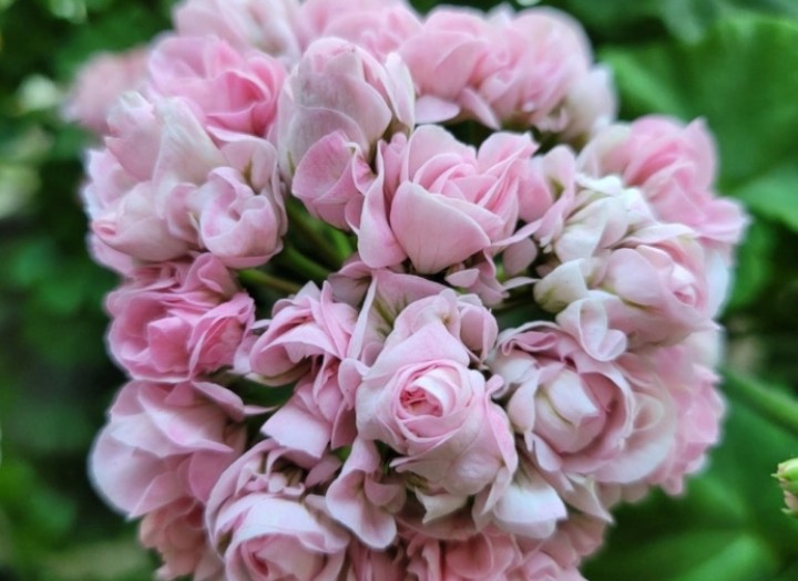 봄, 여름에는 장미형으로 피어남